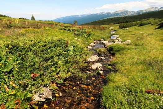 A small river, stream, creek is running through the lush, green vegetation of the Rila National Park close to the Seven Rila Lakes, near Sofia, Bulgaria 2022