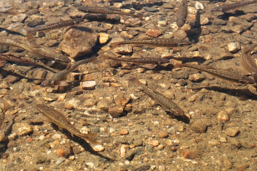 Brown fish are swimming in the shallow cold water of the Kidney, Babreka Lake, one of the Seven Rila Lakes, situated on a plateau in the Rila National Park, close to Sofia, Bulgaria 2022