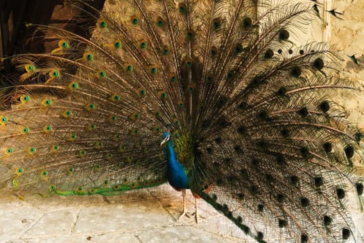 Peacock of intense blue color spreading its long tail feathers, showing its plumage at the Bachkovo Monastery, close to Plovdiv, Bulgaria 2022