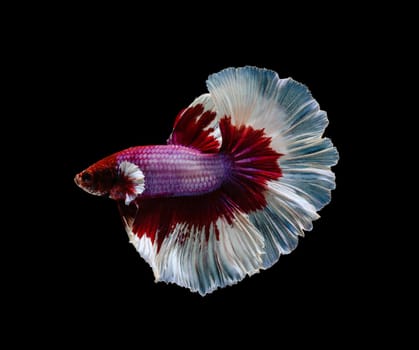 Siamese fighting fish or Betta splendens fish, popular aquarium fish in Thailand. Red and white half moon tail betta fighting fish motion isolated on black background