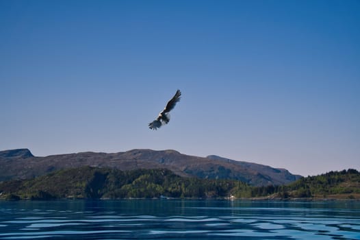 Norwegian fjord landscape. Seagull flies in the blue sky. Mountains with rugged vegetation. Crystal clear water. Wildlife in Scandinavia
