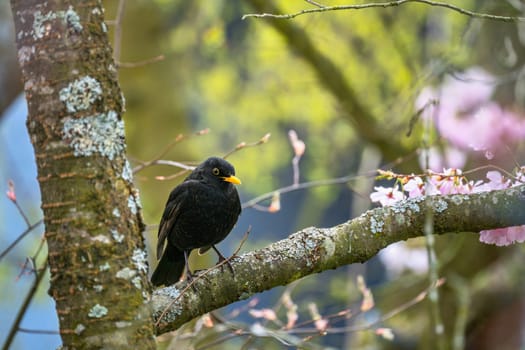 Closeup of a blackbird sitting on a tree