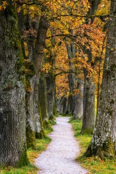 Autumn scenic with oak trees of a shady alley