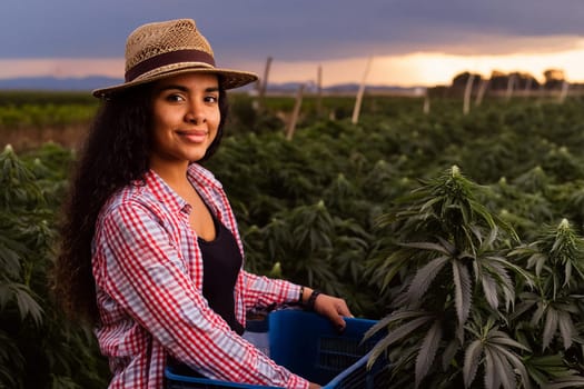 A young female farmer works on a farm to grow medical cannabis. Harvests from green bushes in a box.