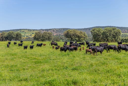 Black bulls in a bull farm (for bullfights) near Granada, Andalucia, Spain