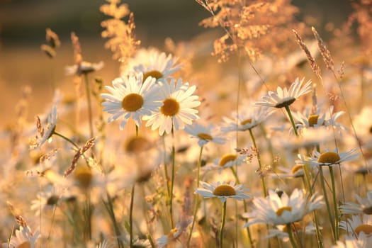Daisies on a spring meadow during sunset