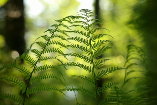 Close-up of fern in the forest on a sunny spring morning