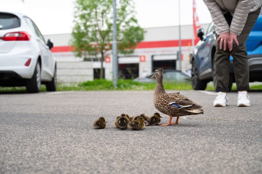 Duck family walking on a city road with cars, people trying to rescue birds from traffic, mother with ducklings, urban wildlife