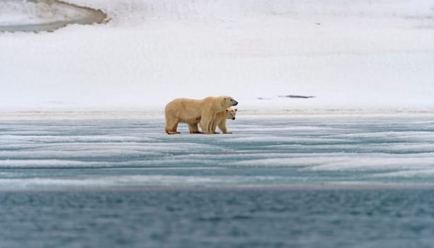 Polar Bear Mom and Cub Huddling on the Ice in the Svalbard Islands