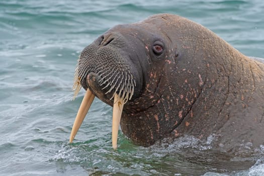 Walrus Emerging From the Water on Torellneset, Nordaustlandet in the Svalbard Islands