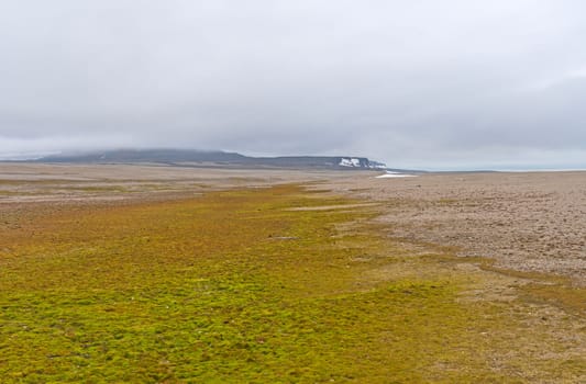 Sparce Life on the Barren Tundra in the HIgh Arctic on Torellneset, Nordaustlandet in the Svalbard Islands