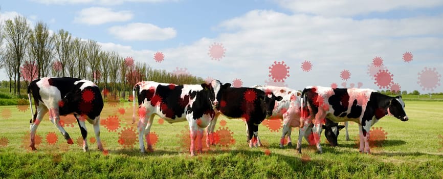 Bird flu virus outbreak, Avian influenza, infectious disease spreading to mammals and humans, sick cows