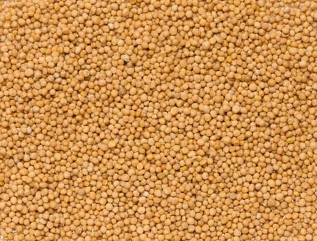 Mustard seeds, full frame. Close up