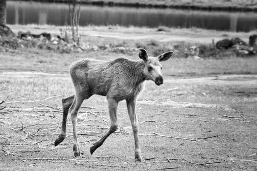 Moose baby in motion on a meadow in black and white. Young animal from the forest. King of the forest. Scandinavia