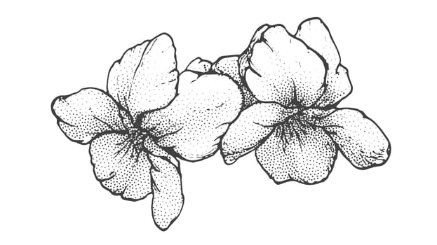 Spring flowers drawing with line-art on white