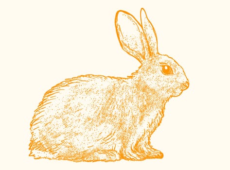 Hand Drawn Sketch Rabbit for Your Design. Ink bunny