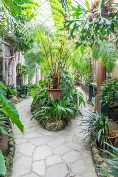 Greenhouse interior with plant and flower cultivation. Green gardening, nobody