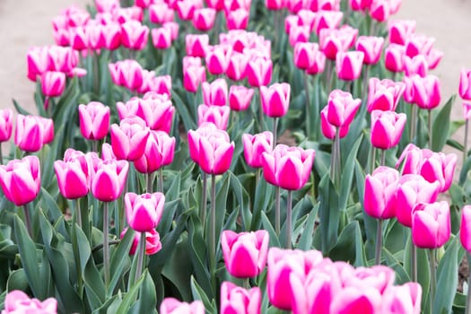 Blooming tulips field in Holland, springtime - beautiful multicolored background, sunlight