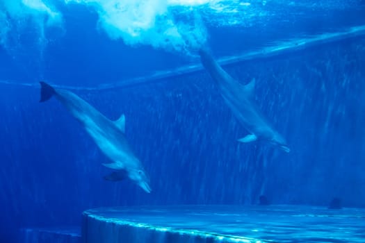 Dolphins couple swimming in aquarium. Blue light, underwater picure