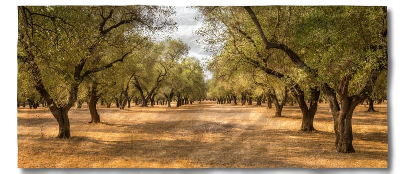 Creative picture of olive tree. Vintage design, natural background, nobody