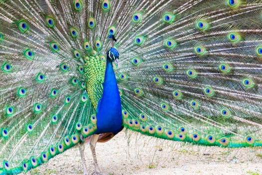 Peacock portrait - Beautiful colourful peackock feather, nobody, isolated.