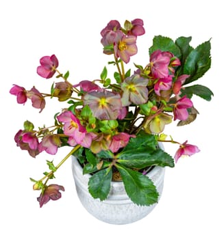 Closeup of an isolated potted hellebore frostkiss flower