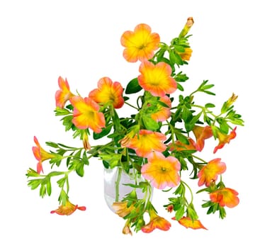 Closeup of isolated orane calibrachoa flowers