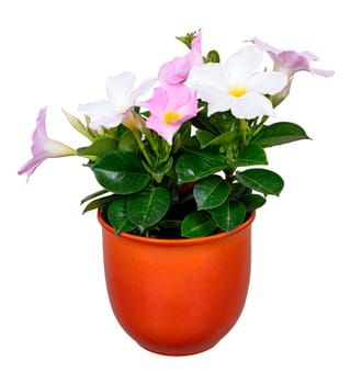 Closeup of an isolated potted pink petunai flower