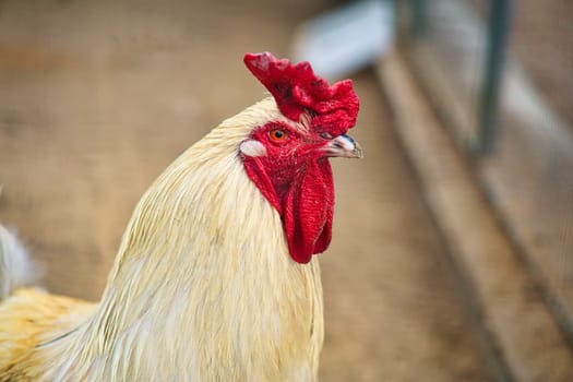 White chicken with red comb, farm animal on a farm. Feathers and beak, portrait of a bird. Animal photo