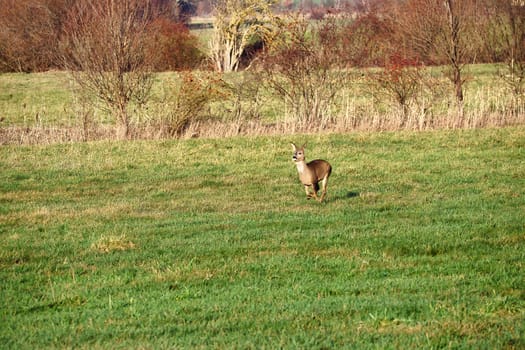 Deer on the run in a meadow. Jumping over the green grass. Animal photo from nature