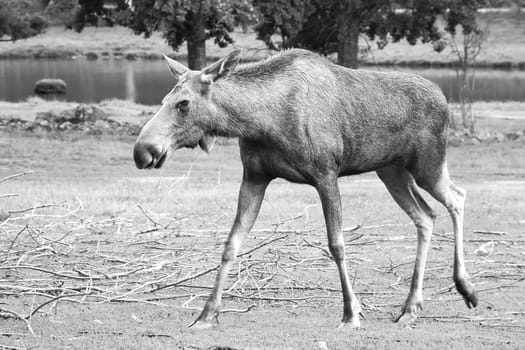 Moose, in black and white, on a meadow in Scandinavia. King of the forests in Sweden. Largest mammal in Europe. Animal photo