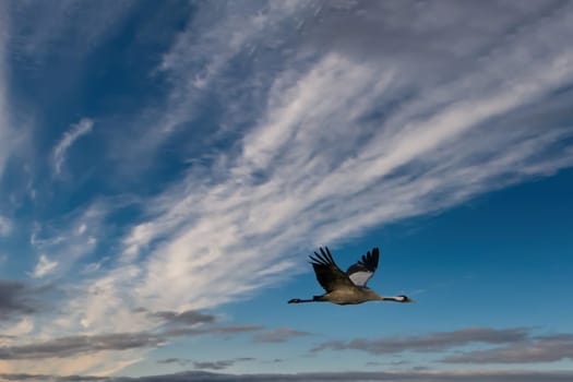 Cranes fly in the cloudy sky. Migratory birds on the Darss. Wildlife photo from nature in Germany
