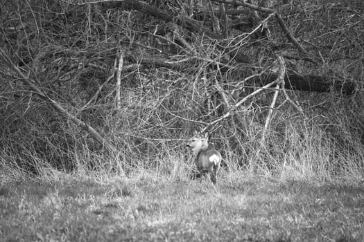 Deer on a meadow, alert and feeding in black and white. Hidden among the bushes. Animal photo from nature