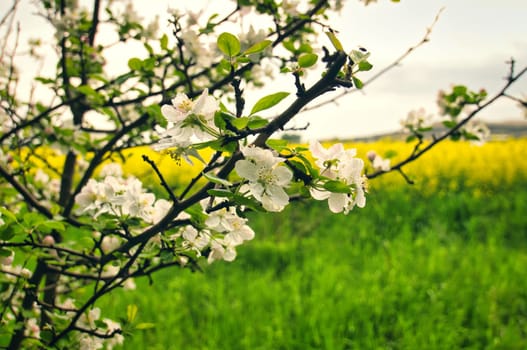 Apple blossoms on the branch of an apple tree. Fruit tree with buds and white-purple petals. Evening mood with warm light. Photo from agriculture