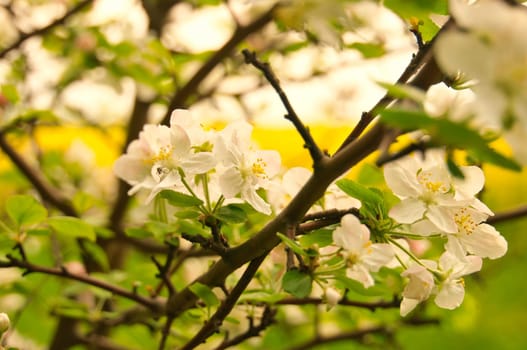 Apple blossoms on the branch of an apple tree. Fruit tree with buds and white-purple petals. Evening mood with warm light. Photo from agriculture