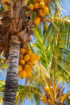 Yellow ripe coconuts hanging on tropical palm tree on a sunny day..
