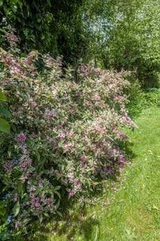 Liebliche Weigelie (Weigela florida) , blühender Strauch  mit panaschierten Blättern