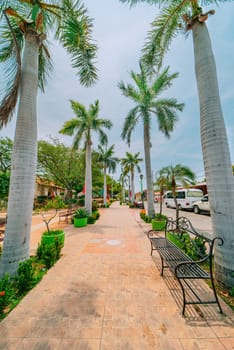 Path through a park surrounded by palm trees. Beautiful view of Nagarote central park surrounded by palm trees.