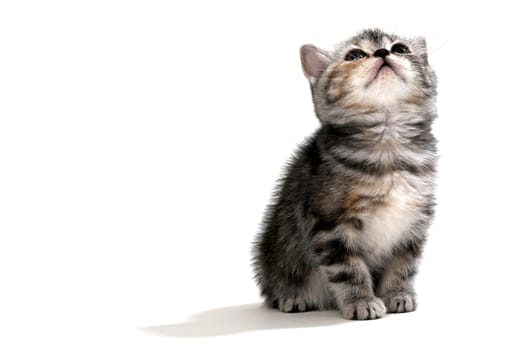Fluffy purebred gray kitten on a white isolated background. High quality photo