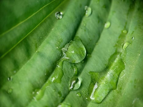 Background texture of raindrops on a green leaf outdoors.Macrophotography.Texture or background.