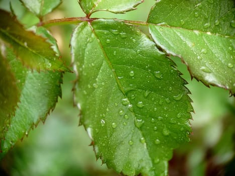 Small raindrops on the green leaves of roses outdoors.Macrophotography.Texture or background.