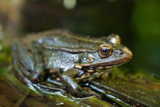 Aga toad, bufo marinus sitting on a tree log, amphibian inhabitant in wetland eco system, Haff Reimech