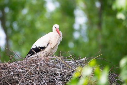 White storks on the nest surrounded by green trees, ciconia in spring, Oberhausen Heidelberg in Germany