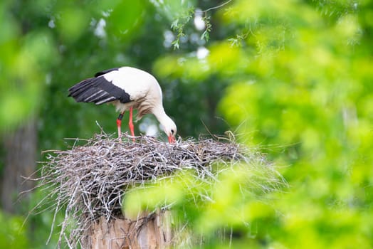 White storks on the nest surrounded by green trees, ciconia in spring, Oberhausen Heidelberg in Germany