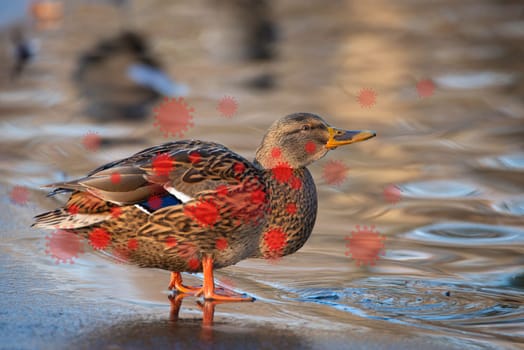 Bird flu virus outbreak, Avian influenza, infectious disease spreading to mammals and humans, sick duck