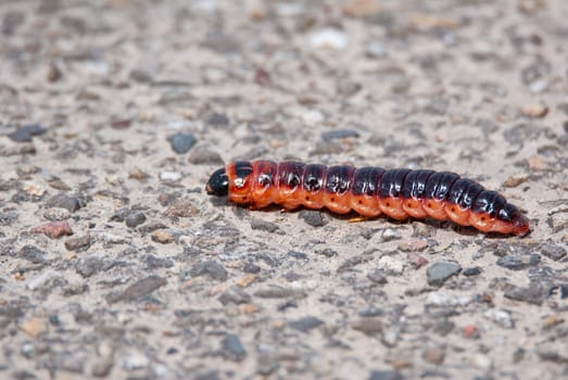 Willow borer caterpillar of night moth, odoriferous willow wood borer, Cossus cossus, red and orange color