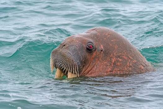 A Walrus Emerging From the Water With Red Eyes Watching in the Svalbard Islands
