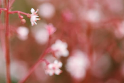 Blurred delicate blossoms in pink and rose