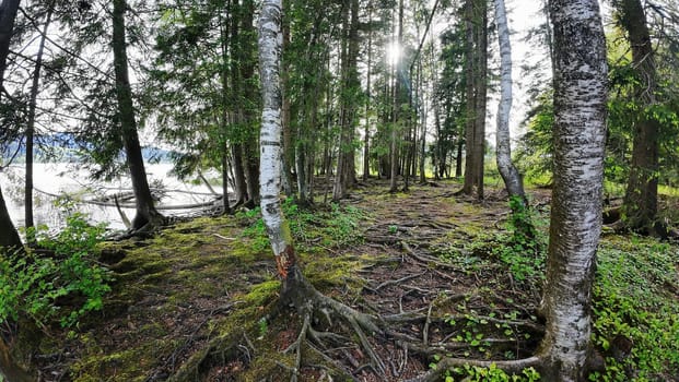 An enchanted forest by the lake with many tree roots with the setting sun