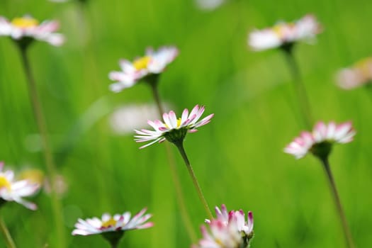 Delicate blurred daisies in a green meadow
